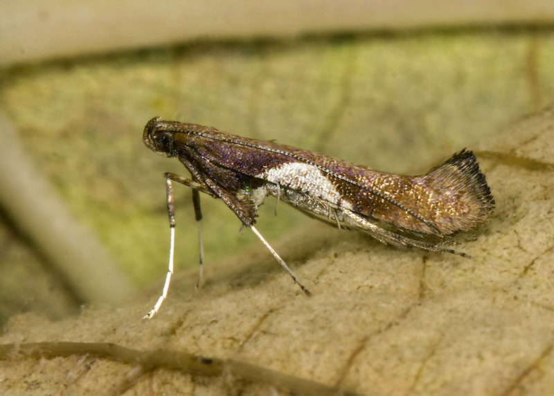 Gracillariidae:  Caloptilia stigmatella